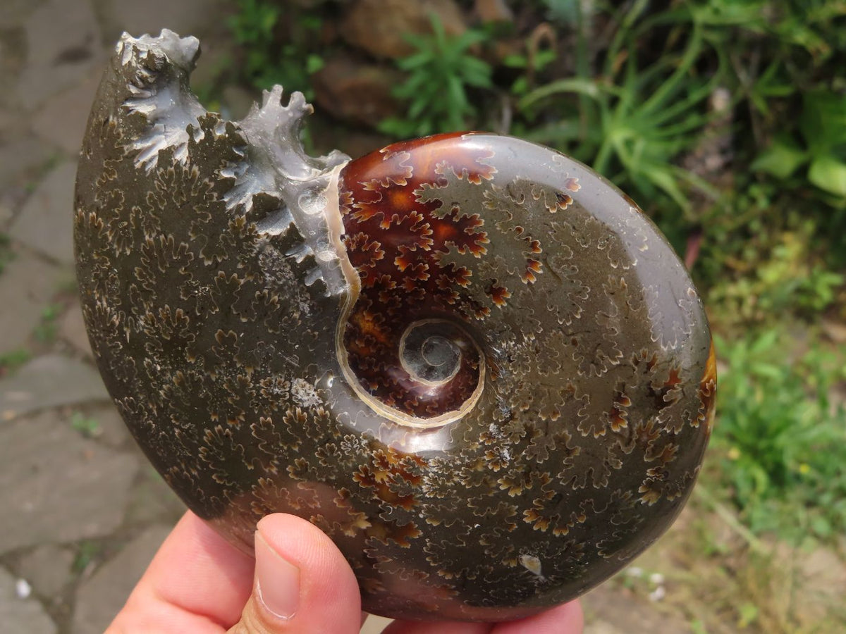 Polished Whole Ammonite Fossils x 2 From Madagascar - TopRock