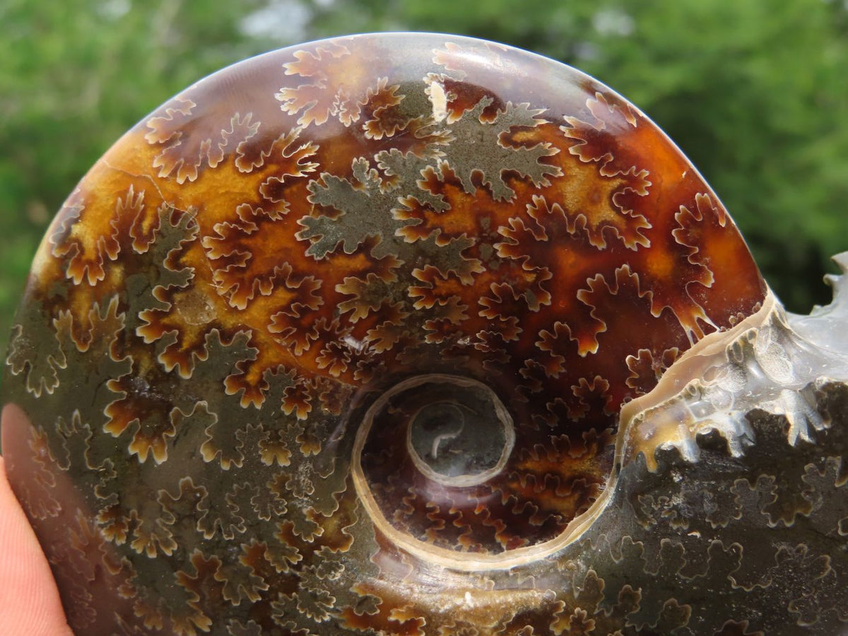Polished Whole Ammonite Fossils x 2 From Madagascar - TopRock
