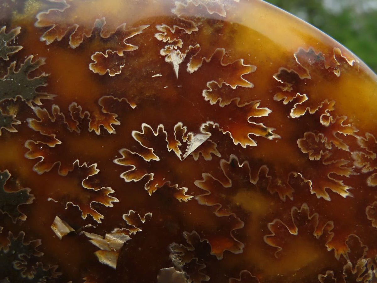 Polished Whole Ammonite Fossils x 2 From Madagascar - TopRock