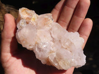 Natural White Cactus Flower Spirit Quartz Specimens  x 6 From Boekenhouthoek, South Africa - Toprock Gemstones and Minerals