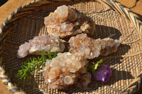 Natural Spirit Cactus Quartz With Golden Hematoid Colouring x 6 From Boekenhouthoek, South Africa - TopRock