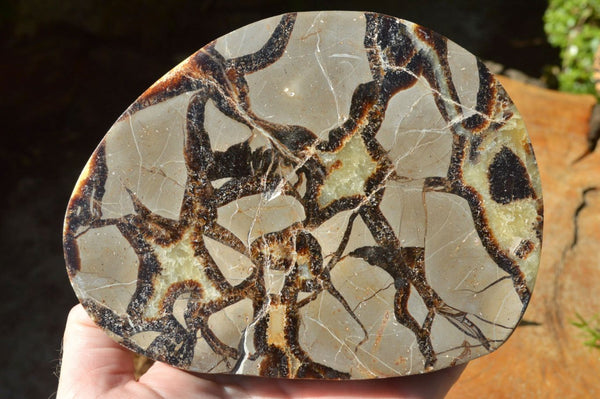 Polished Septerye (Aragonite & Calcite) Slices x 3 From Mahajanga, Madagascar - TopRock