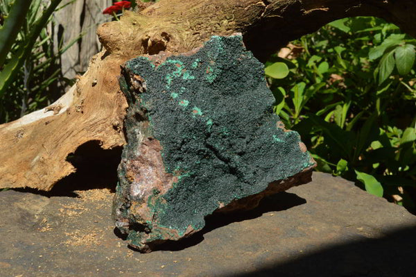 Natural Crystalline Drusy Micro Botryoidal Malachite on Matrix Specimen x 1 From Congo - TopRock