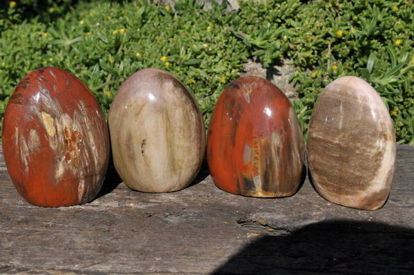 Polished Petrified Wood Free Forms x 4 From Mahajanga, Madagascar - TopRock