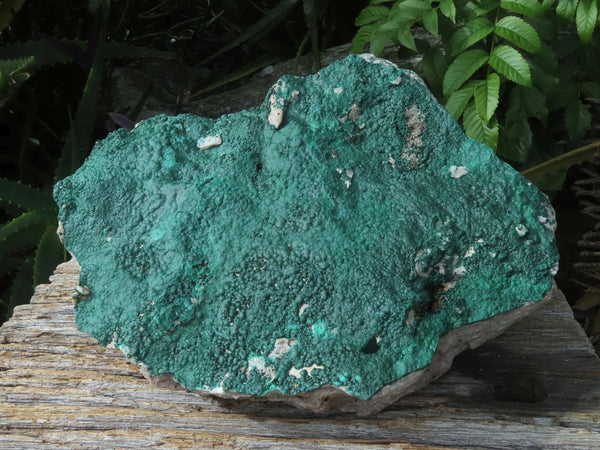 Natural Extra Large Crystalline Drusy Micro Botryoidal Malachite Specimen Plate x 1 From Tenke, Congo - TopRock