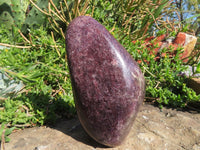 Polished Lepidolite Free Forms x 2 From Zimbabwe - TopRock