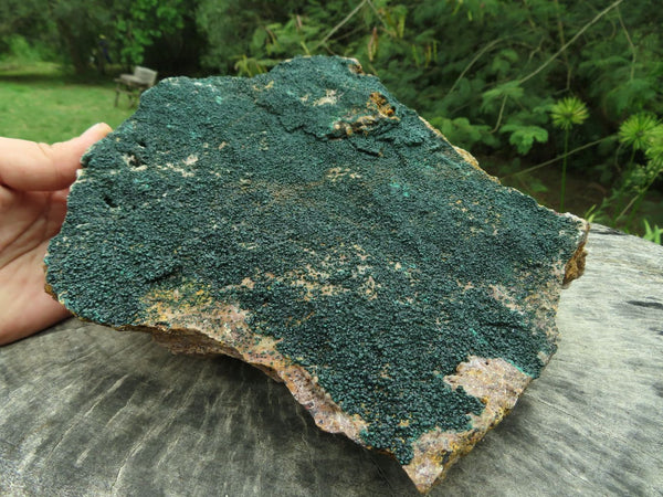 Natural XXL Rare Drusy Microbotryoidal Crystalline Malachite on Matrix  x 1 From Congo - TopRock