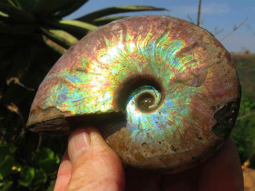 AMMONITE FOSSILS