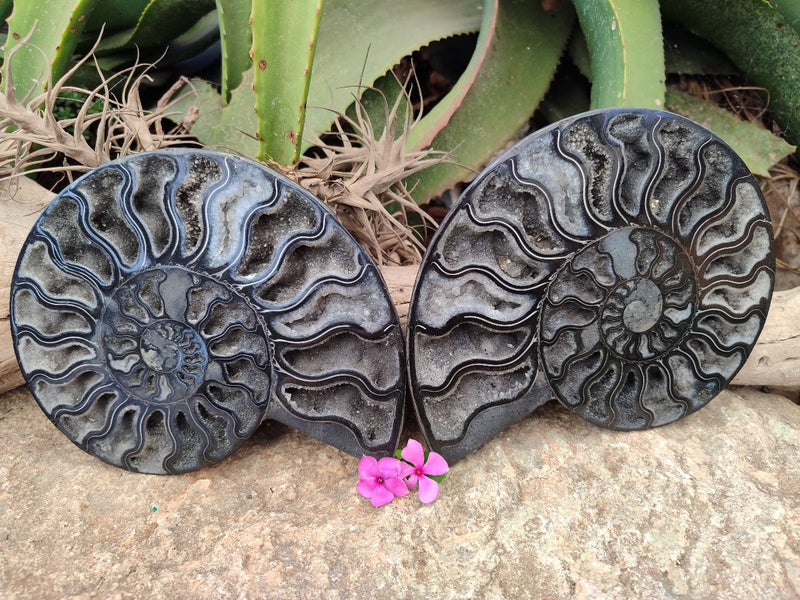 Fossil - Pair (TYPE)