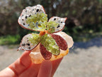 Hand Made Large Gemstone Orchid Flower - Sold Per Piece - From South Africa - Toprock Gemstones and Minerals 