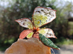 Hand Made Large Gemstone Orchid Flower - Sold Per Piece - From South Africa - Toprock Gemstones and Minerals 