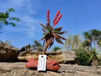 Hand Made Gemstone Red Poker Aloe Trees - Sold Per Item - From South Africa