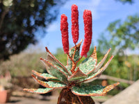 Hand Made Gemstone Red Poker Aloe Trees - Sold Per Item - From South Africa