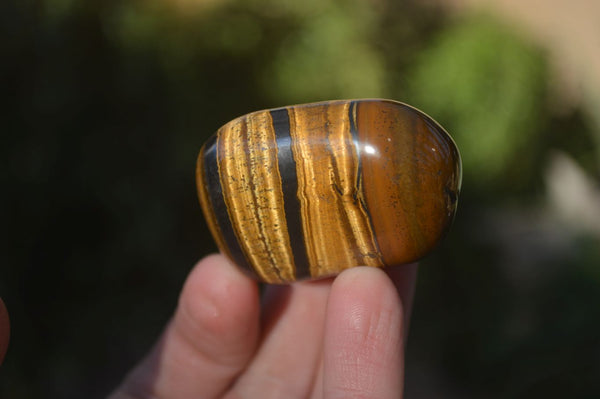 Polished Golden Tigers Eye Free Forms x 18 From Southern Africa