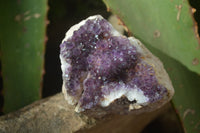 Natural Dark Amethyst Clusters x 12 From Kwaggafontein, South Africa - Toprock Gemstones and Minerals 