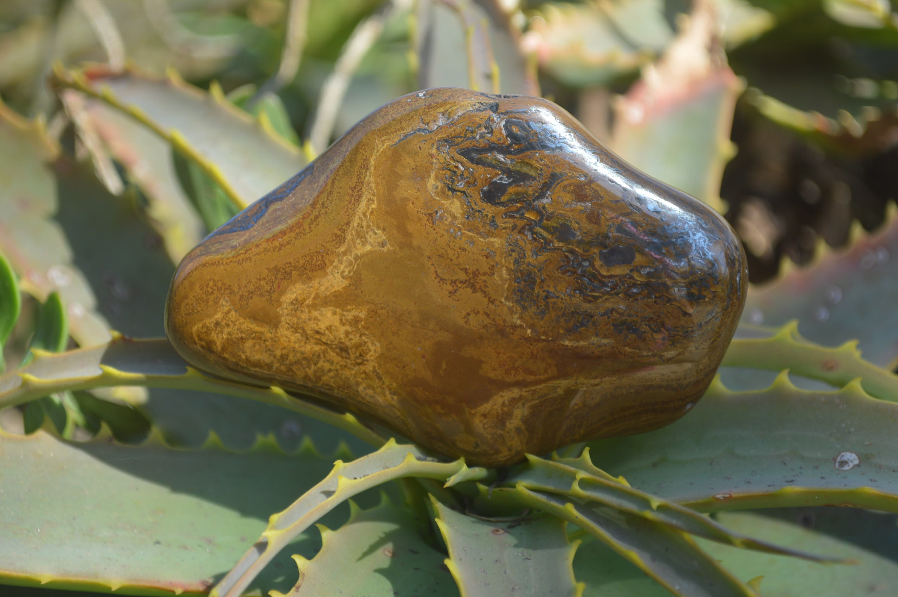 Polished Golden Tigers Eye Free Forms x 12 From Prieska, Northern Cape - Toprock Gemstones and Minerals 