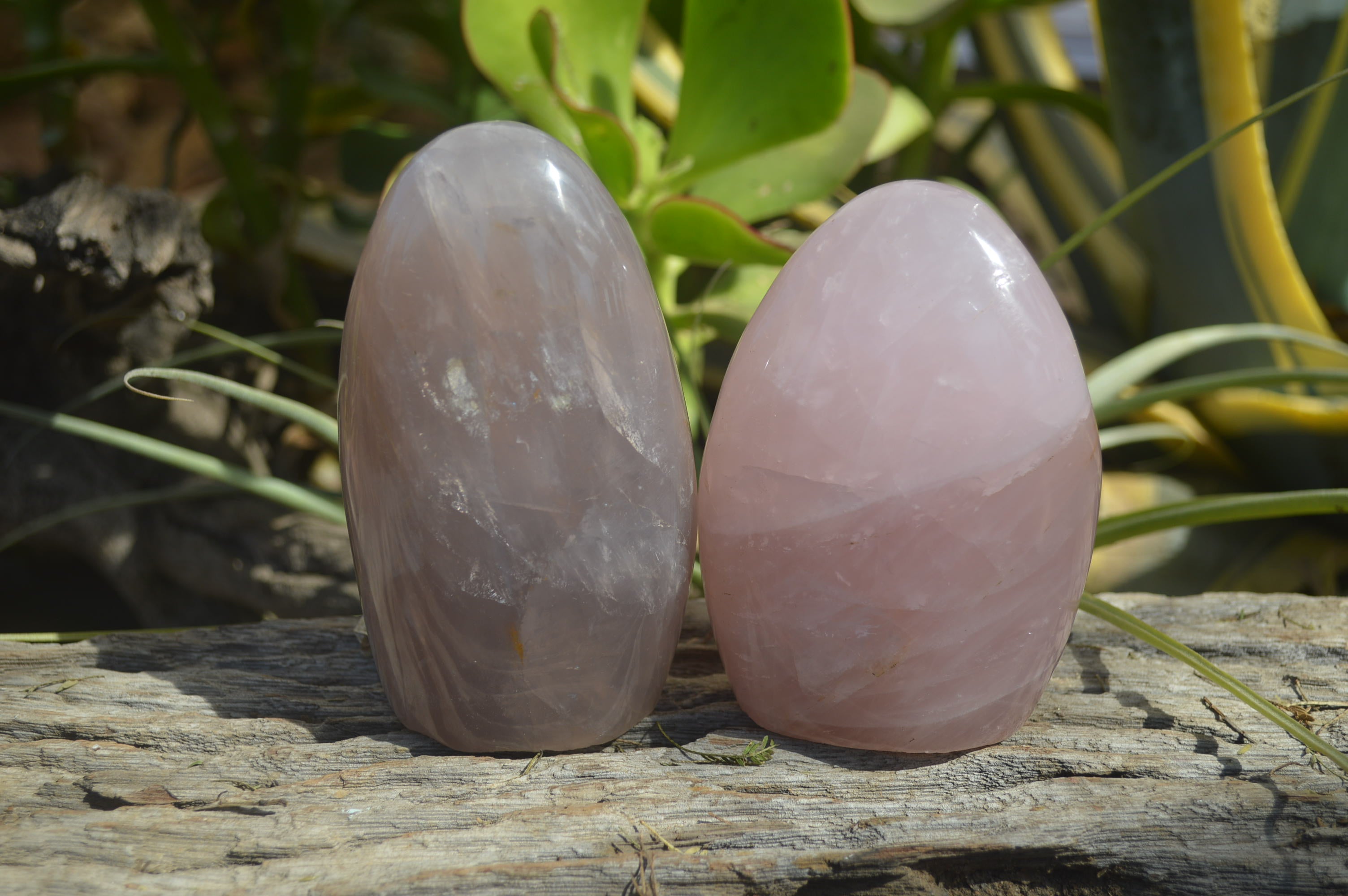 Polished Rose Quartz Standing Free Forms x 3 From Madagascar - Toprock Gemstones and Minerals 