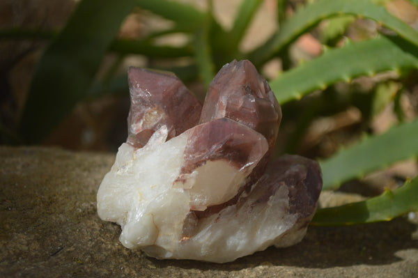 Natural Red Hematoid Quartz Specimens x 12 From Karoi, Zimbabwe - Toprock Gemstones and Minerals 