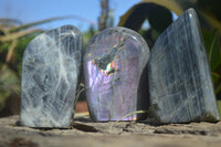 Polished Rare Purple Flash Labradorite Standing Free Forms x 3 From Tulear, Madagascar - Toprock Gemstones and Minerals 