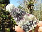 Natural Rough Watermelon Fluorite Cobbed Specimens  x 12 From Uis, Namibia - Toprock Gemstones and Minerals 