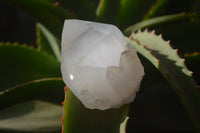 Natural Large Quartz Crystals  x 12 From Madagascar - Toprock Gemstones and Minerals 