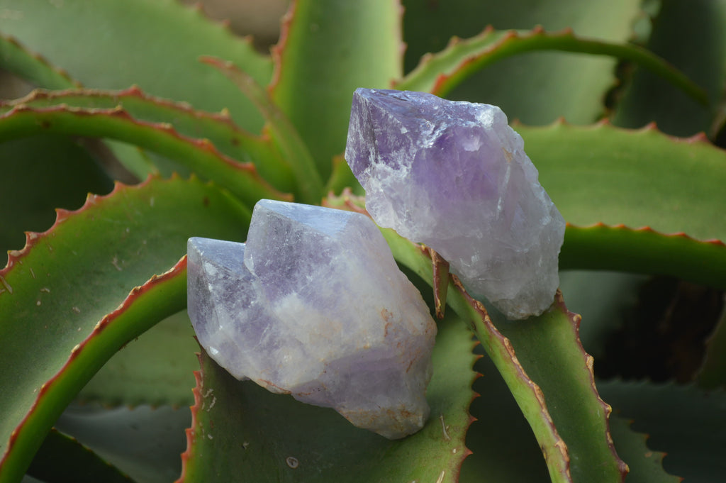 Natural Jacaranda Amethyst Crystals x 12 From Mumbwa, Zambia - Toprock Gemstones and Minerals 