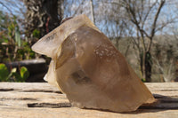 Natural Large Smokey Quartz Crystals x 2 From Mulanje, Malawi - Toprock Gemstones and Minerals 