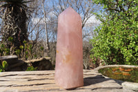 Polished Large Rose Quartz Point x 1 From Madagascar - Toprock Gemstones and Minerals 