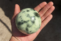 Polished Leopard stone Spheres  x 2 From Inyanga, Zimbabwe - Toprock Gemstones and Minerals 