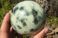 Polished Leopard stone Spheres  x 2 From Inyanga, Zimbabwe - Toprock Gemstones and Minerals 