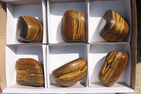 Polished Golden Tigers Eye Free Forms x 6 From Prieska, South Africa