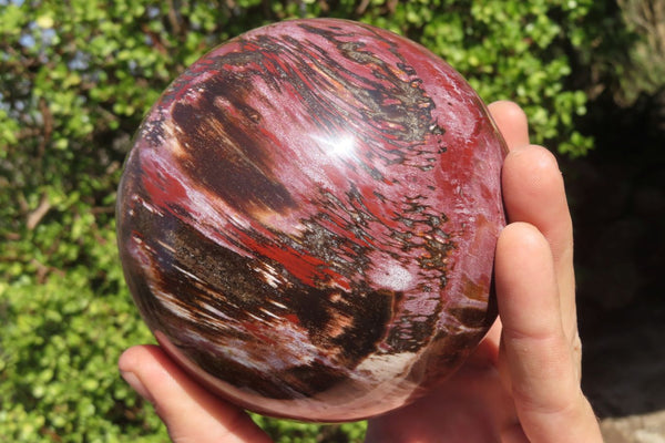 Polished Petrified Wood Sphere x 1 From Mahajanga, Madagascar - Toprock Gemstones and Minerals 