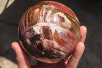 Polished Petrified Wood Sphere x 1 From Mahajanga, Madagascar - Toprock Gemstones and Minerals 