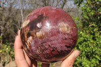 Polished Petrified Wood Sphere x 1 From Mahajanga, Madagascar - Toprock Gemstones and Minerals 