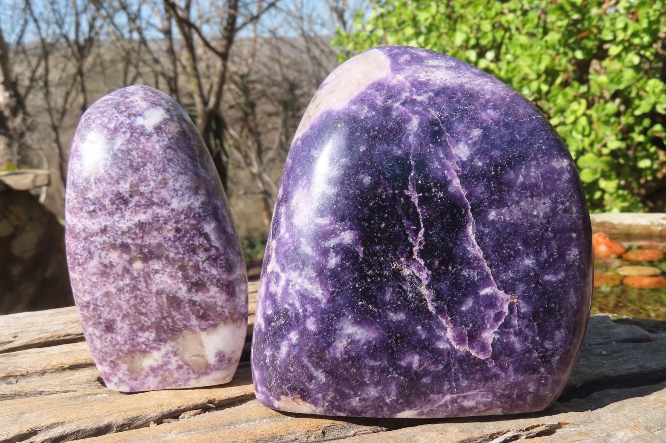 Polished Purple Lepidolite Standing Free Forms  x 2 From Zimbabwe - Toprock Gemstones and Minerals 