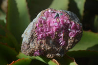 Natural Pink Salrose Cobaltion Dolomite Specimens  x 6 From Kakanda, Congo - Toprock Gemstones and Minerals 