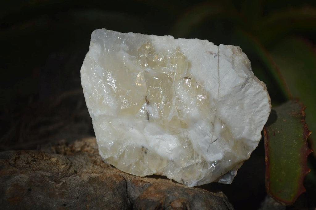Natural Rough Dendritic White Opal Specimens  x 12 From Namibia - Toprock Gemstones and Minerals 