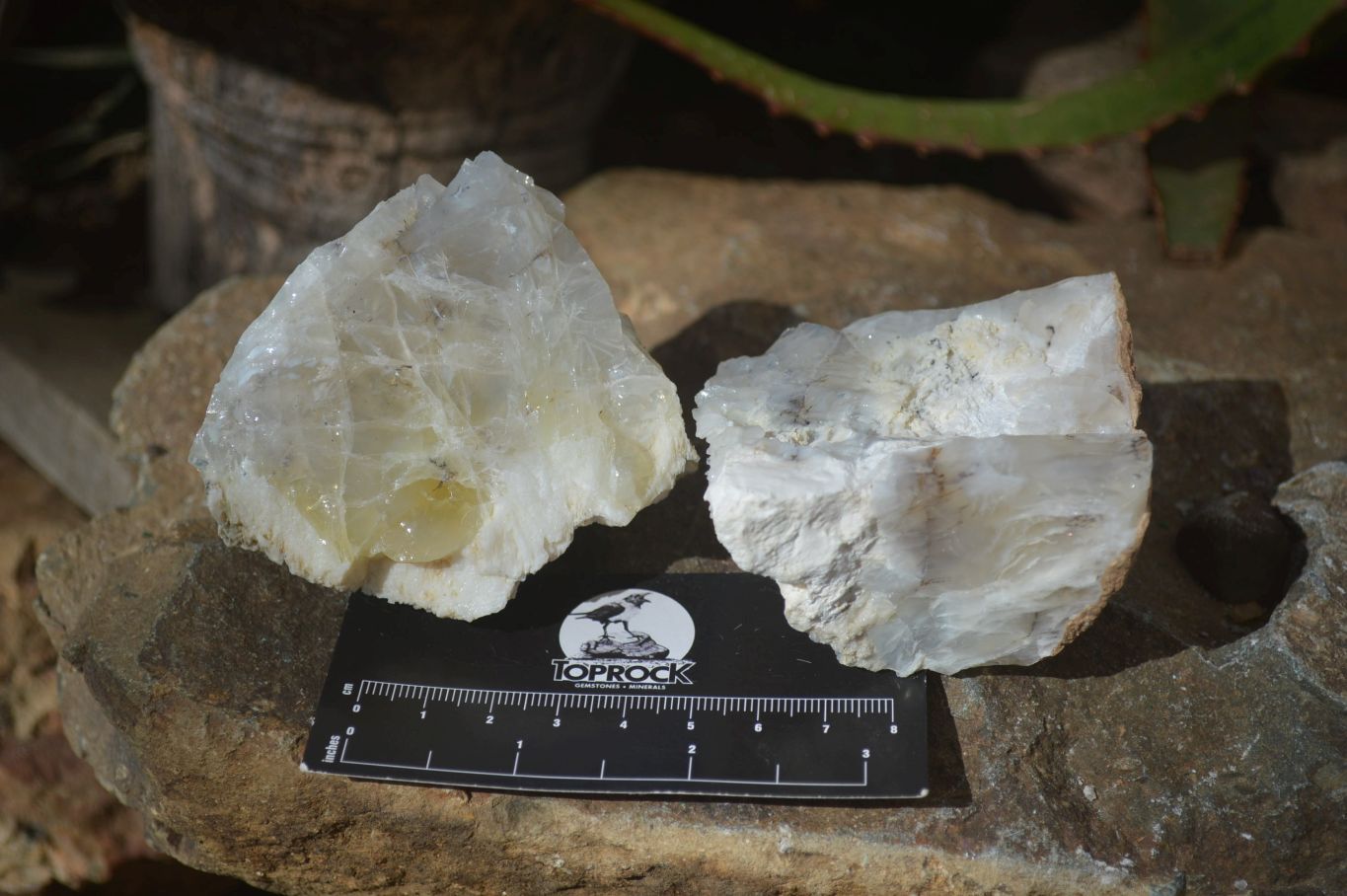 Natural Rough Dendritic White Opal Specimens  x 12 From Namibia - Toprock Gemstones and Minerals 