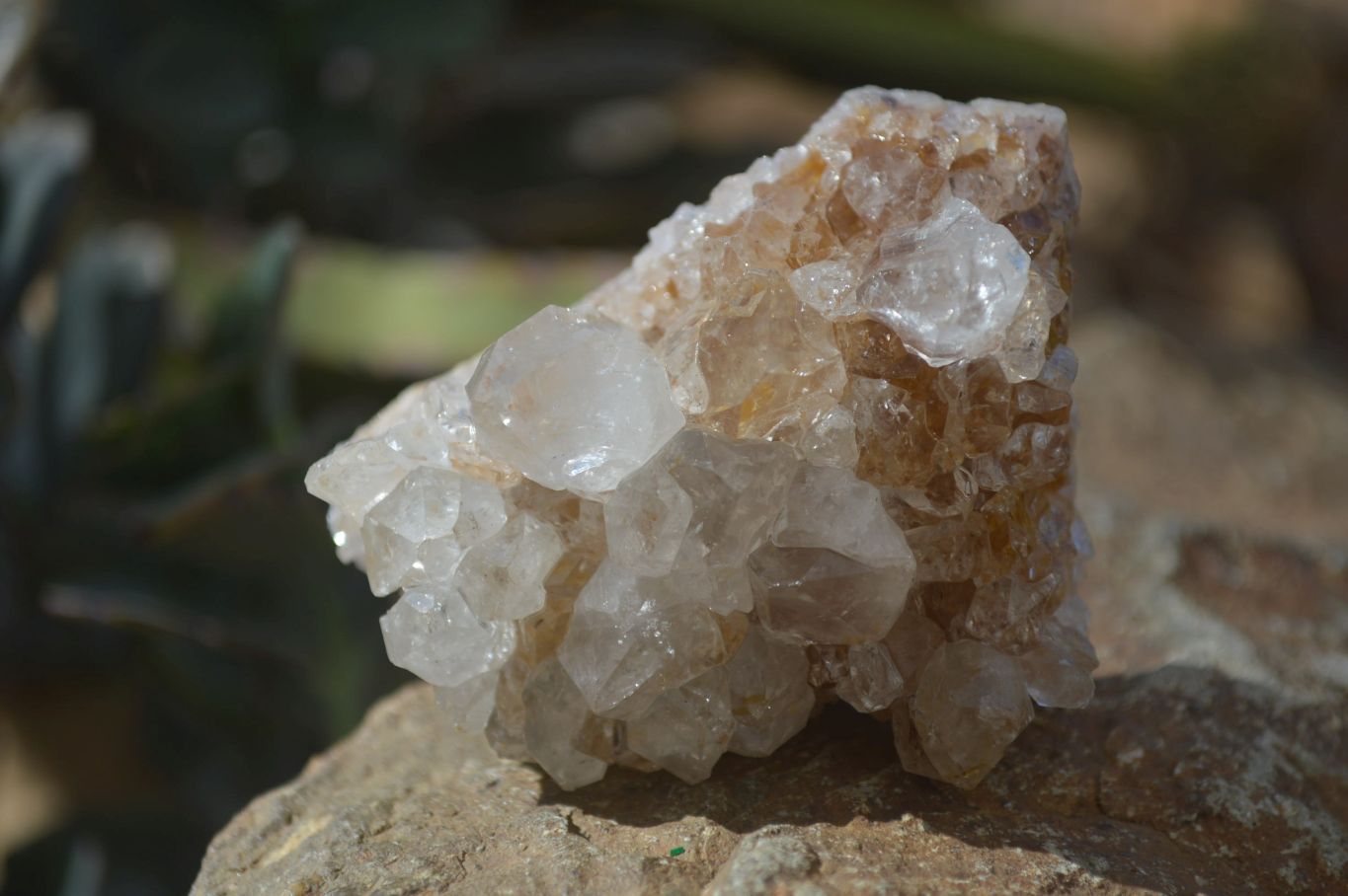 Natural Spirit Quartz Clusters x 12 From Boekenhouthoek, South Africa - Toprock Gemstones and Minerals 