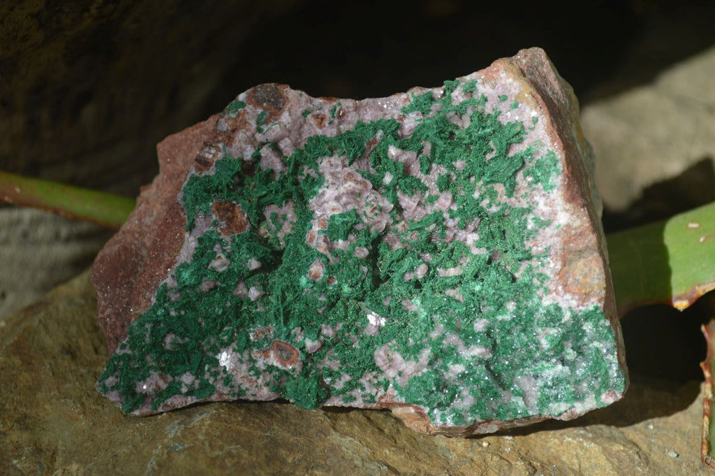 Natural Pink Salrose Cobaltion Dolomite Specimens  x 6 From Kakanda, Congo - Toprock Gemstones and Minerals 