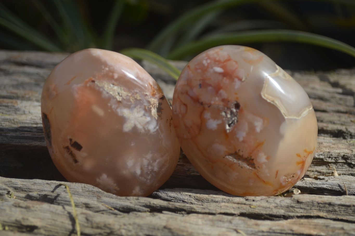 Polished Ocean Flower Agate Gallets  x 6 From Madagascar - Toprock Gemstones and Minerals 