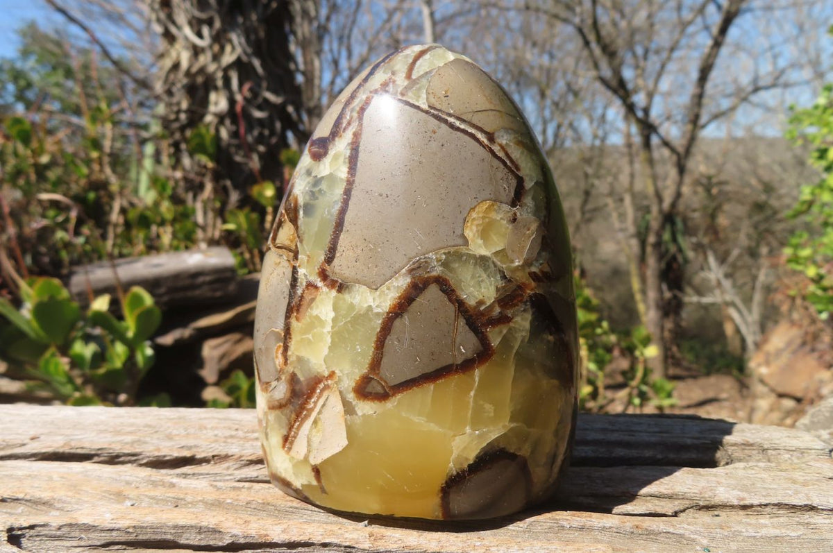 Polished Septaria Standing Free Forms x 2 From Mahajanga, Madagascar - Toprock Gemstones and Minerals 