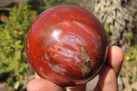 Polished Petrified Red Podocarpus Wood Spheres x 2 From Mahajanga, Madagascar - Toprock Gemstones and Minerals 