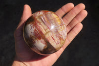 Polished Petrified Red Podocarpus Wood Spheres x 2 From Mahajanga, Madagascar - Toprock Gemstones and Minerals 