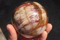 Polished Petrified Red Podocarpus Wood Spheres x 2 From Mahajanga, Madagascar - Toprock Gemstones and Minerals 
