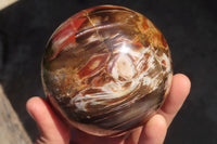 Polished Petrified Red Podocarpus Wood Spheres x 2 From Mahajanga, Madagascar - Toprock Gemstones and Minerals 