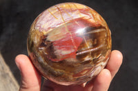 Polished Petrified Red Podocarpus Wood Spheres x 2 From Mahajanga, Madagascar - Toprock Gemstones and Minerals 