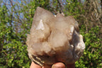 Natural Cascading Smokey Quartz Clusters x 2 From Luena, Congo - Toprock Gemstones and Minerals 