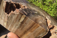Polished Petrified Ironwood Bookends x 2 From Zimbabwe - Toprock Gemstones and Minerals 