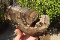 Polished Petrified Ironwood Bookends x 2 From Zimbabwe - Toprock Gemstones and Minerals 